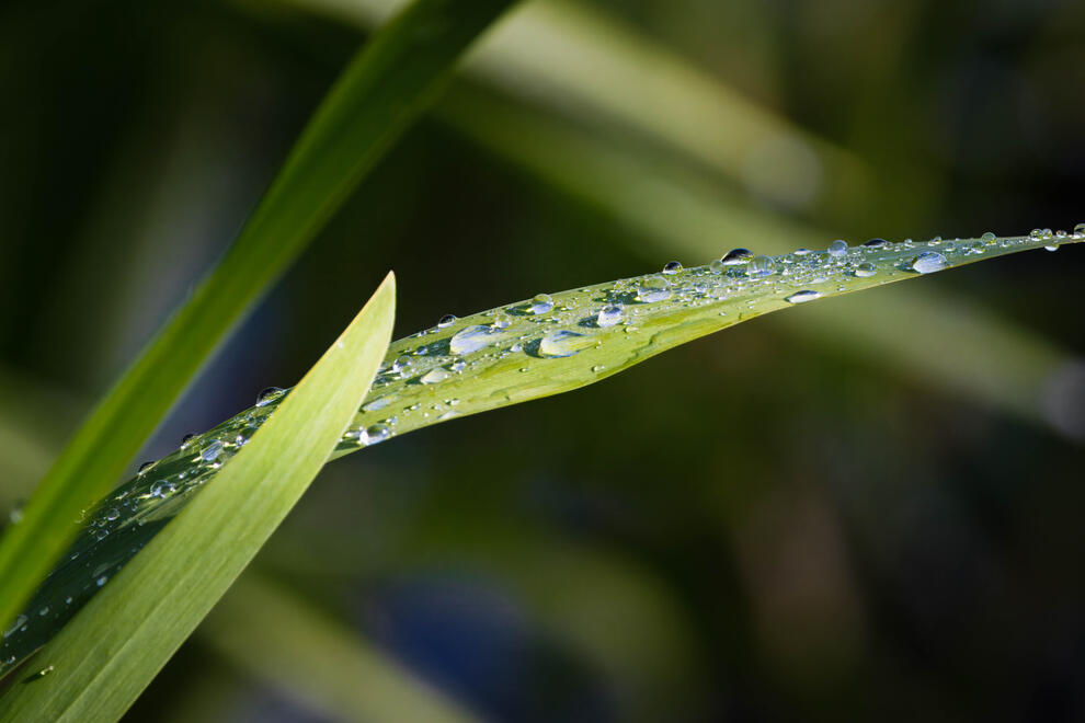 Plants