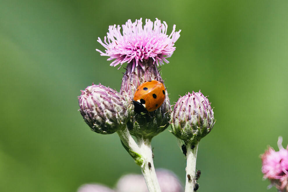 Bugs
