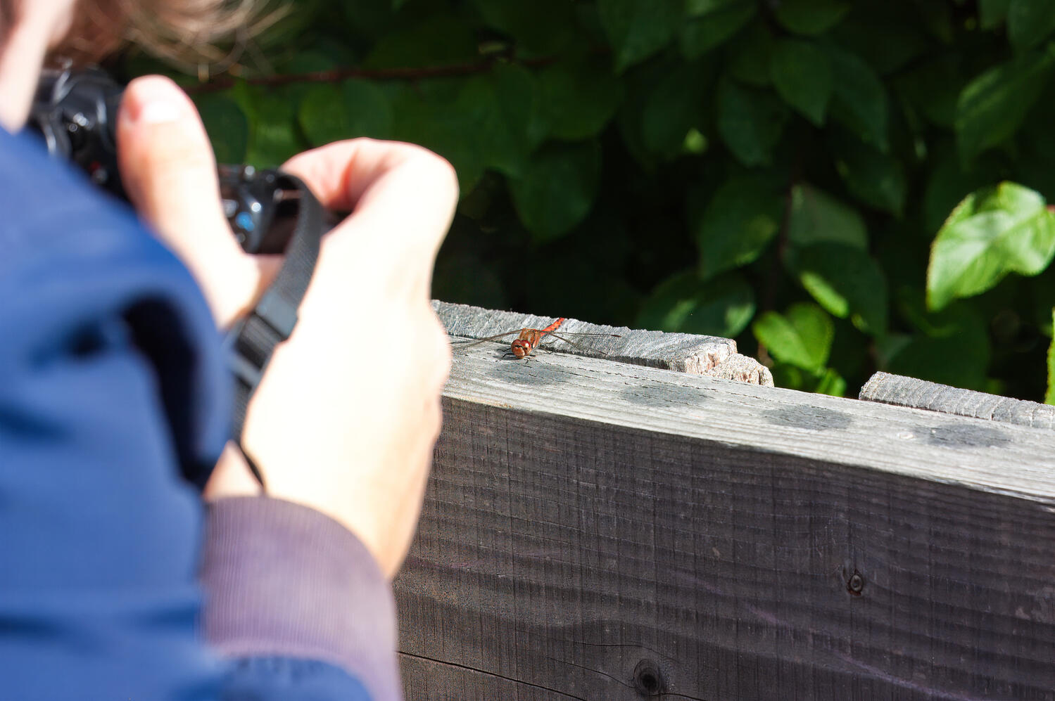 Credit | Fleur Dworak