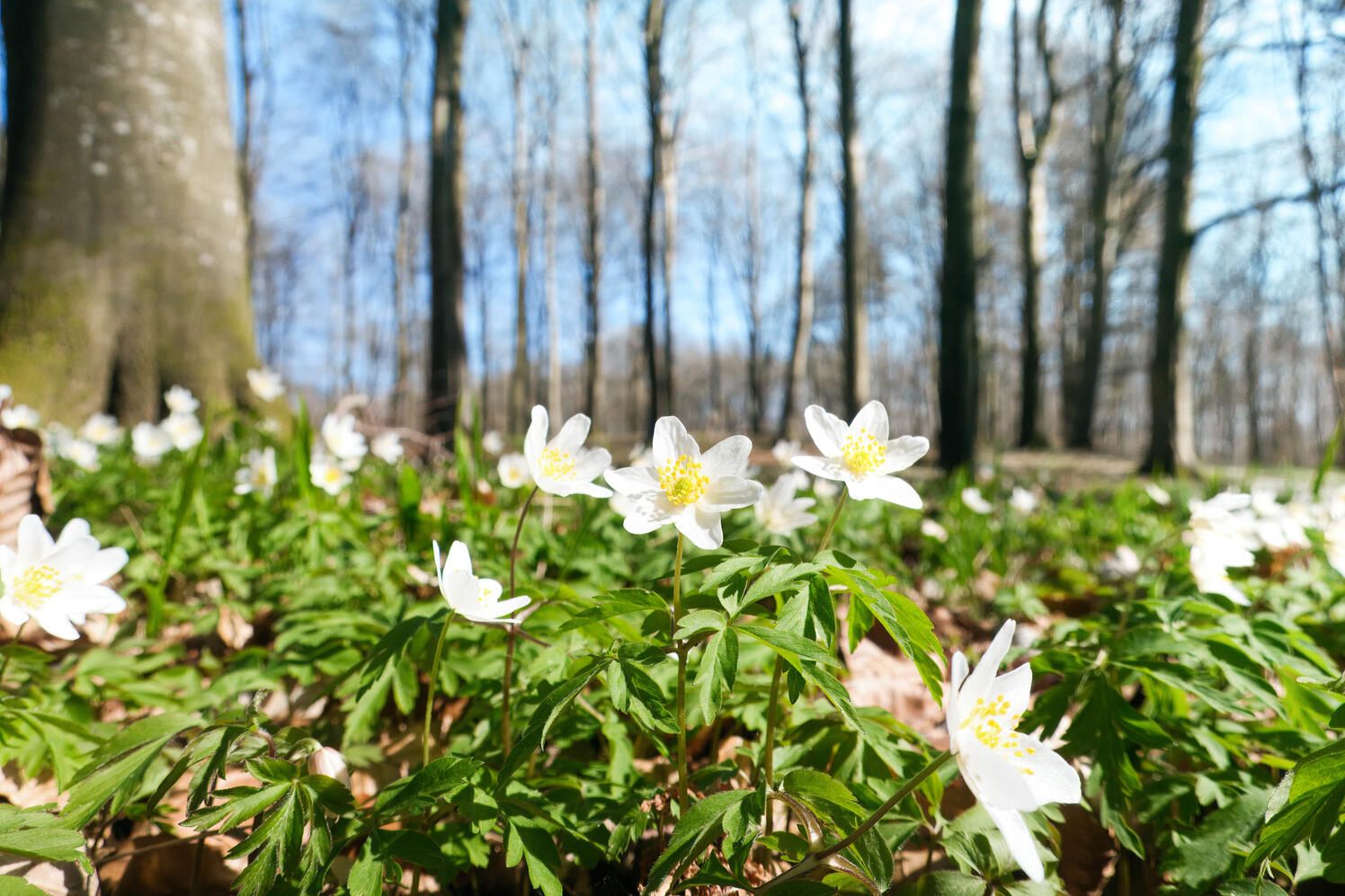 Credit | Oliver Dybdal Booth