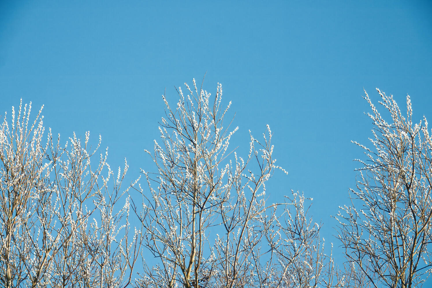 Credit | Fleur Dworak